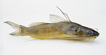 Image of Mystus catapogon 