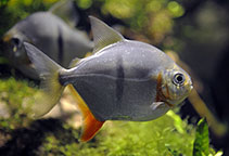 Image of Myloplus schomburgkii (Disk tetra)