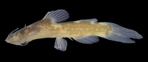 Image of Nanobagrus nebulosus 