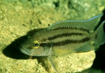 Image of Neolamprologus bifasciatus 