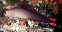 Image of Nemateleotris decora (Elegant firefish)