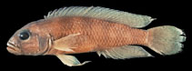 Image of Neolamprologus devosi 