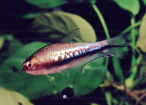 Image of Nematobrycon lacortei (Rainbow tetra)