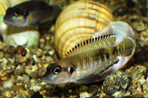 Image of Lamprologus speciosus 