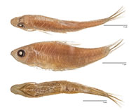 Image of Neolissochilus paucisquamatus 