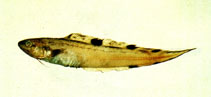 Image of Neobythites stigmosus 