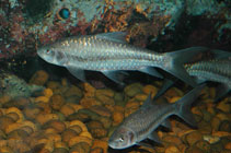 Image of Neolissochilus subterraneus 