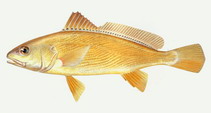 Image of Nibea albiflora (Yellow drum)