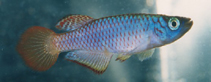 Image of Nothobranchius geminus 