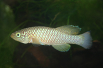 Image of Nothobranchius lucius 