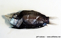 Image of Monacoa grimaldii (Mirrorbelly)