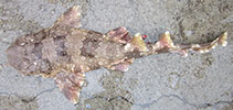 Image of Orectolobus leptolineatus (Indonesian wobbegong)