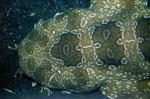 Image of Orectolobus maculatus (Spotted wobbegong)