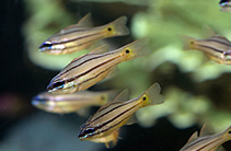 Image of Ostorhinchus chrysopomus (Spotted-gill cardinalfish)