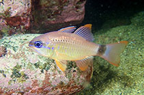 Image of Ostorhinchus fleurieu (Flower cardinalfish)