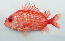 Image of Ostichthys japonicus (Japanese soldierfish)