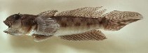 Image of Oxyurichthys ophthalmonema (Eyebrow goby)