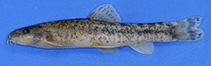 Image of Oxynoemacheilus simavicus (Simav loach)