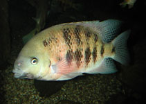 Image of Cincelichthys bocourti (Chisel-tooth cichlid)