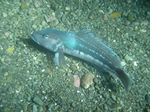 Image of Parapercis colias (New Zealand blue cod)