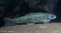 Image of Parapsilorhynchus discophorus (Ratnagiri minnow)