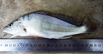 Image of Pachyurus francisci (San Francisco croaker)