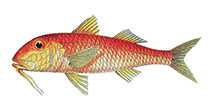 Image of Parupeneus jansenii (Jansen\