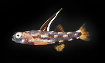 Image of Pandaka pusilla (Tiny pygmy-goby)