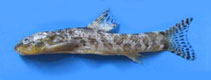 Image of Oxynoemacheilus tigris (Tigris loach)