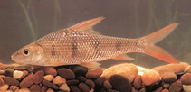 Image of Parator zonatus 