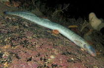 Image of Petromyzon marinus (Sea lamprey)