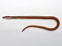 Image of Pisodonophis boro (Rice-paddy eel)