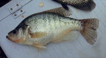 Image of Pomoxis annularis (White crappie)