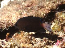 Image of Pomacentrus armillatus (Bracelet damselfish)