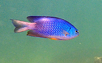 Image of Pomacentrus caeruleopunctatus 