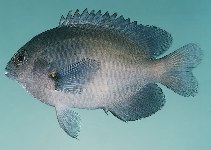 Image of Pomacentrus grammorhynchus (Bluespot damsel)