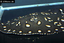 Image of Potamotrygon henlei (Bigtooth river stingray)