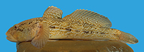 Image of Ponticola iranicus (Iranian Goby)