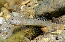 Image of Pomatoschistus marmoratus (Marbled goby)