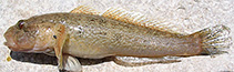 Image of Ponticola rhodioni (Riverine goby)