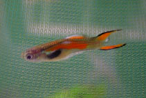 Image of Poecilia wingei (Endlers guppy)