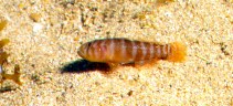 Image of Priolepis dawsoni 