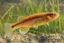 Image of Tlaloc hildebrandi (Chiapas killifish)