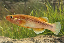 Image of Tlaloc hildebrandi (Chiapas killifish)