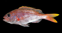 Image of Pristipomoides macrophthalmus (Cardinal snapper)