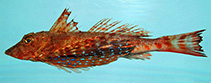 Image of Prionotus roseus (Bluespotted searobin)