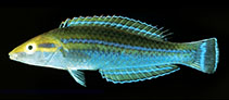 Image of Pseudojuloides polynesica (Polynesian pencil wrasse)