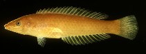 Image of Pseudojuloides elongatus (Long green wrasse)