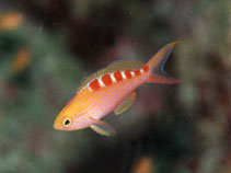 Image of Pyronotanthias flavoguttatus (Yellow-spotted anthias)