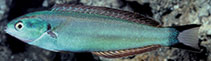 Image of Pseudocoris heteroptera (Torpedo wrasse)